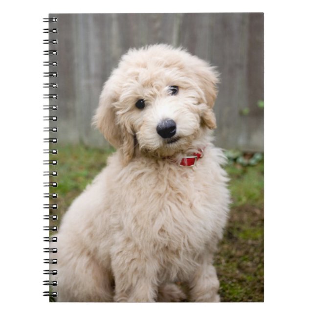 Goldendoodle Puppy Sits in Grass Anteckningsbok (Framsidan)