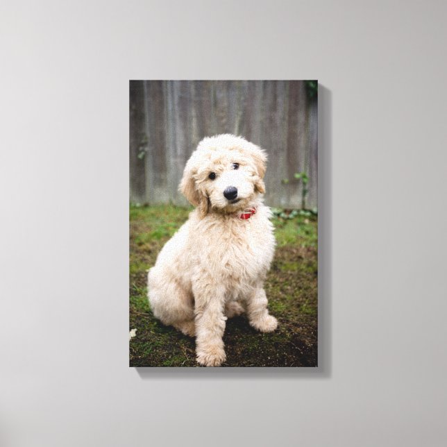 Goldendoodle Puppy Sits in Grass Canvastryck (Framsida)
