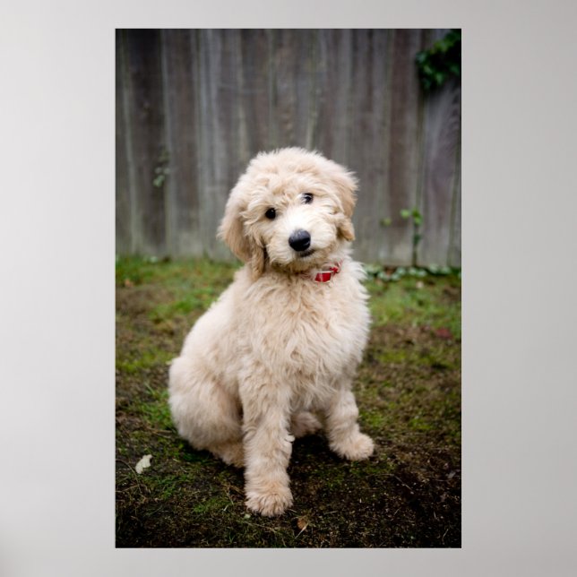 Goldendoodle Puppy Sits in Grass Poster (Framsidan)