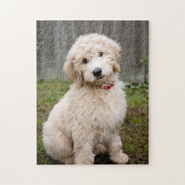 Goldendoodle Puppy Sits in Grass Pussel (Vertikal)
