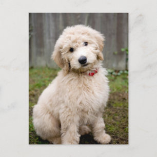 Goldendoodle Puppy Sits in Grass Vykort