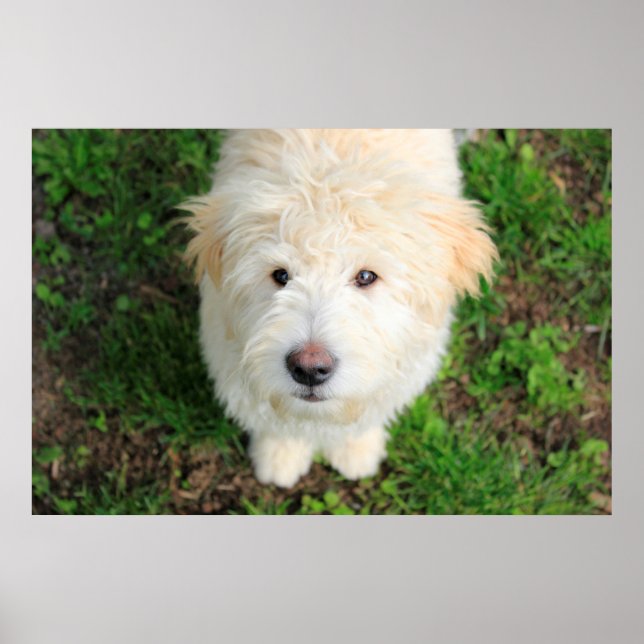 Goldendoodle Puppy Tittar i kameran Poster (Framsidan)