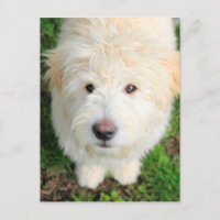 Goldendoodle Puppy Tittar i kameran