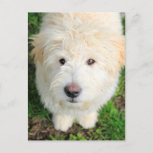 Goldendoodle Puppy Tittar i kameran Vykort