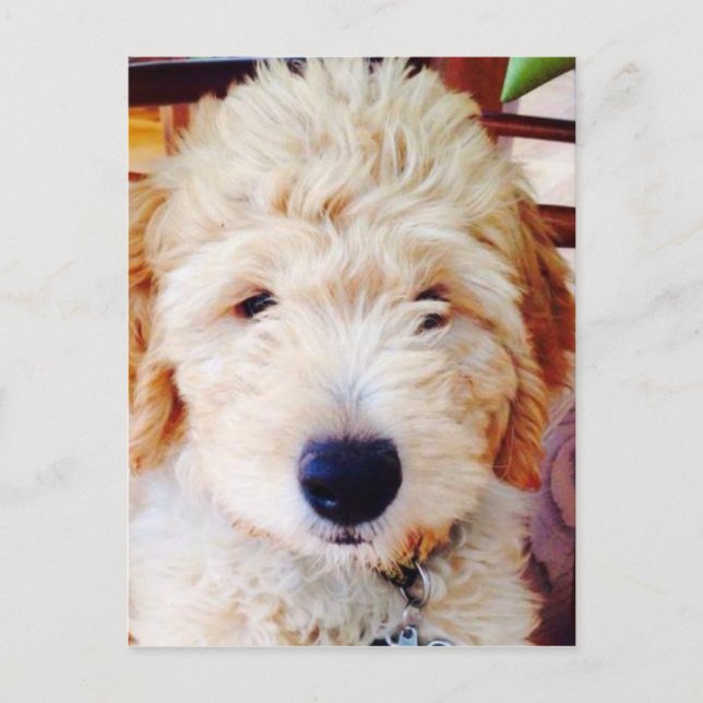 Goldendoodle Puppy Vykort (Framsida)