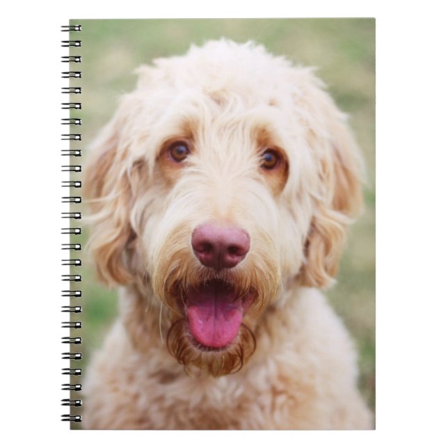 Goldendoodle Smiling Anteckningsbok (Framsidan)