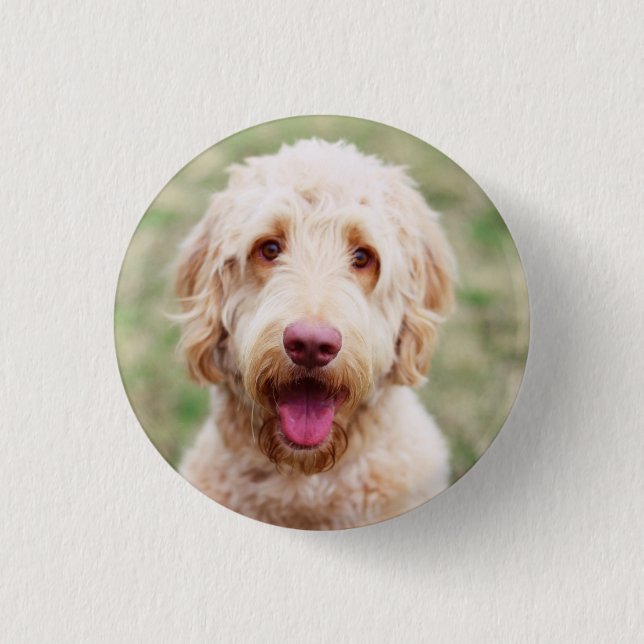 Goldendoodle Smiling Knapp (Framsida)