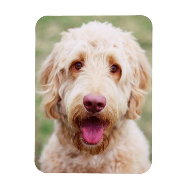 Goldendoodle Smiling Magnet (Vertikal)