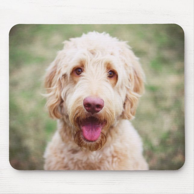 Goldendoodle Smiling Musmatta (Framsidan)