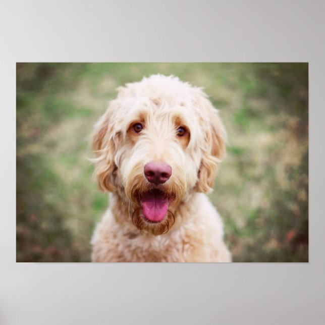 Goldendoodle Smiling Poster (Framsidan)