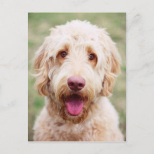 Goldendoodle Smiling Vykort