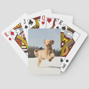 Goldendoodle som löper genom Fält Casinokort