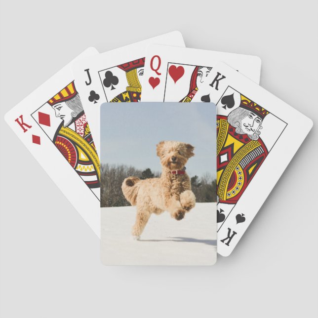 Goldendoodle som löper genom Fält Casinokort (Baksidan)