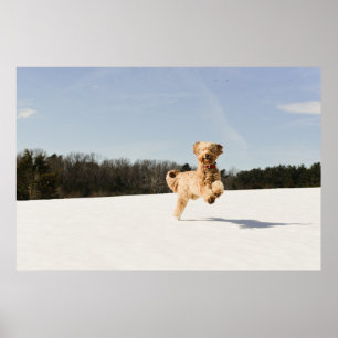 Goldendoodle som löper genom Fält Poster