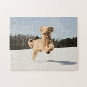 Goldendoodle som löper genom Fält Pussel