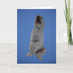 Goldendoodle som upp sitter hälsningkortet kort