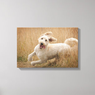 Goldendoodle Springa genom gräs Canvastryck