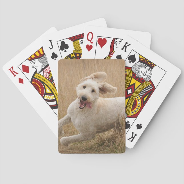 Goldendoodle Springa genom gräs Casinokort (Baksidan)