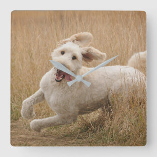Goldendoodle Springa genom gräs Fyrkantig Klocka
