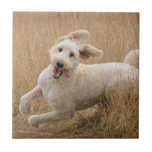Goldendoodle Springa genom gräs Kakelplatta