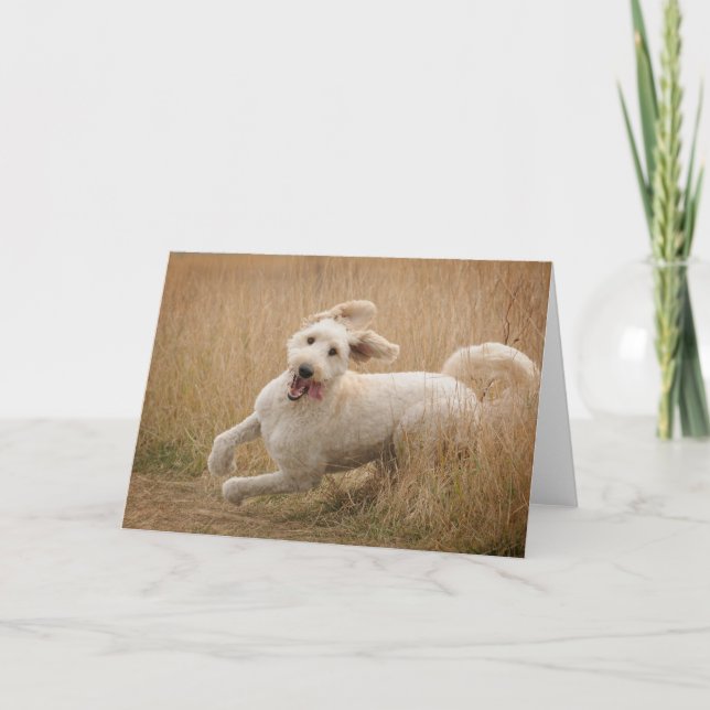 Goldendoodle Springa genom gräs Kort (Framsida)