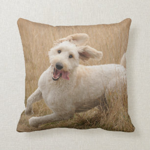 Goldendoodle Springa genom gräs Kudde