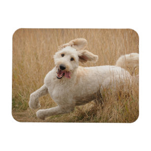 Goldendoodle Springa genom gräs Magnet