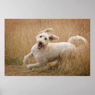 Goldendoodle Springa genom gräs Poster