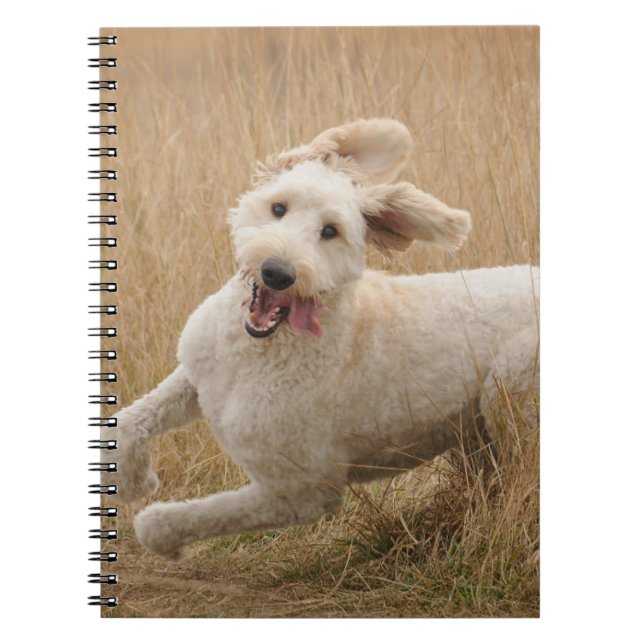 Goldendoodle Springa through Grass Anteckningsbok (Framsidan)