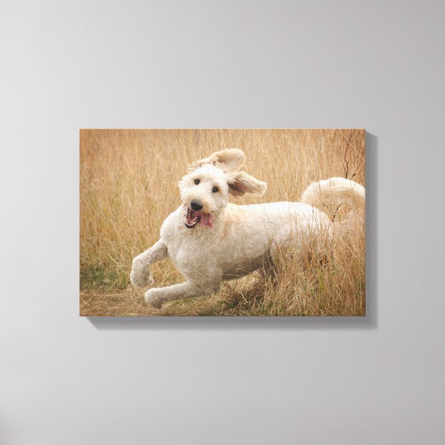 Goldendoodle Springa through Grass Canvastryck (Framsida)