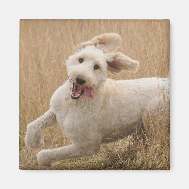 Goldendoodle Springa through Grass Magnet (Framsidan)