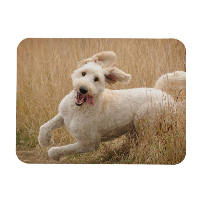 Goldendoodle Springa through Grass Magnet (Horisontell)