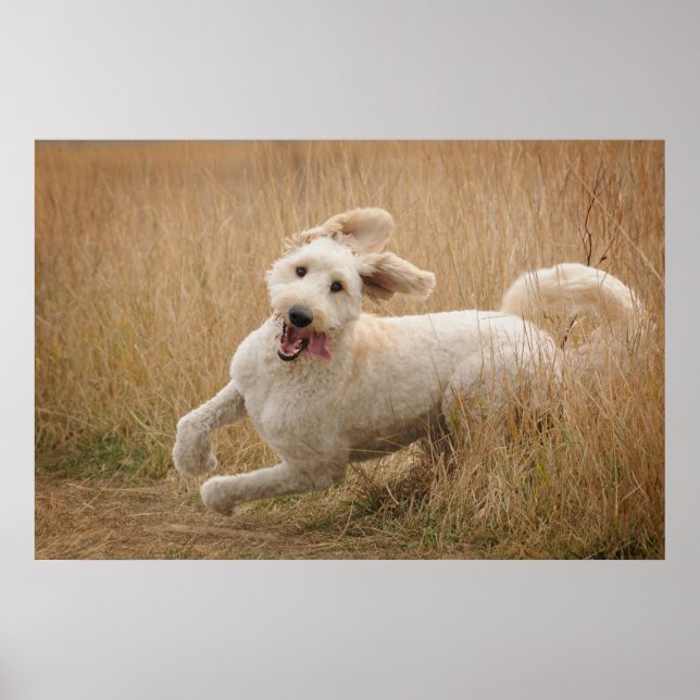 Goldendoodle Springa through Grass Poster (Framsidan)