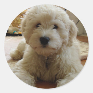 Goldendoodle Sticker Runt Klistermärke