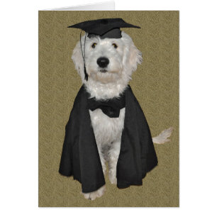 Goldendoodle studentenkort hälsningskort