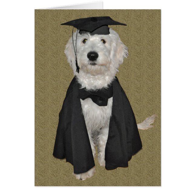 Goldendoodle studentenkort hälsningskort (Framsidan)