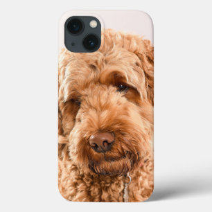 Goldendoodle Studio Porträtt