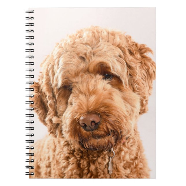 Goldendoodle Studio Porträtt Anteckningsbok (Framsidan)