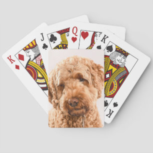 Goldendoodle Studio Porträtt Casinokort