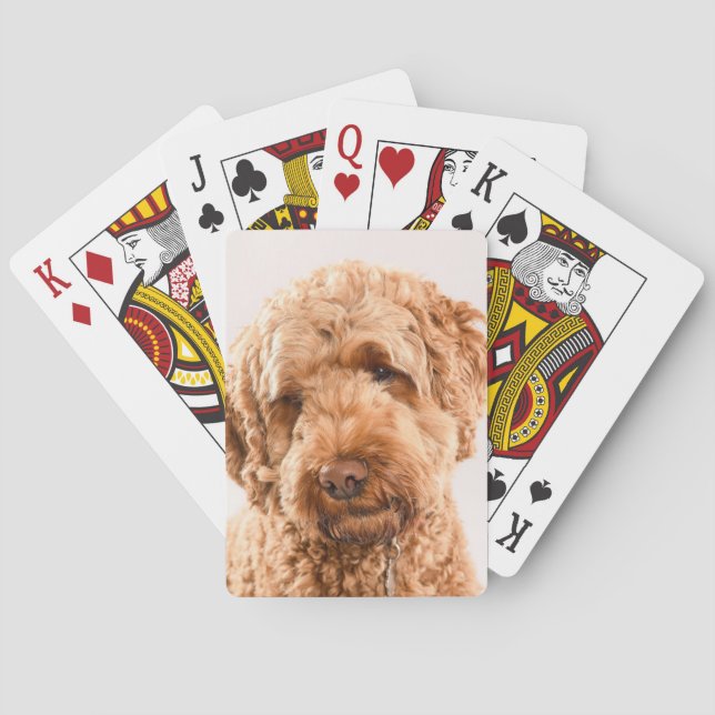 Goldendoodle Studio Porträtt Casinokort (Baksidan)