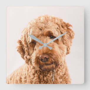 Goldendoodle Studio Porträtt Fyrkantig Klocka