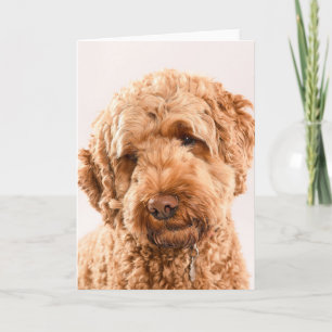 Goldendoodle Studio Porträtt Kort