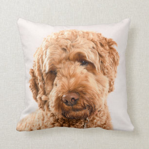 Goldendoodle Studio Porträtt Kudde
