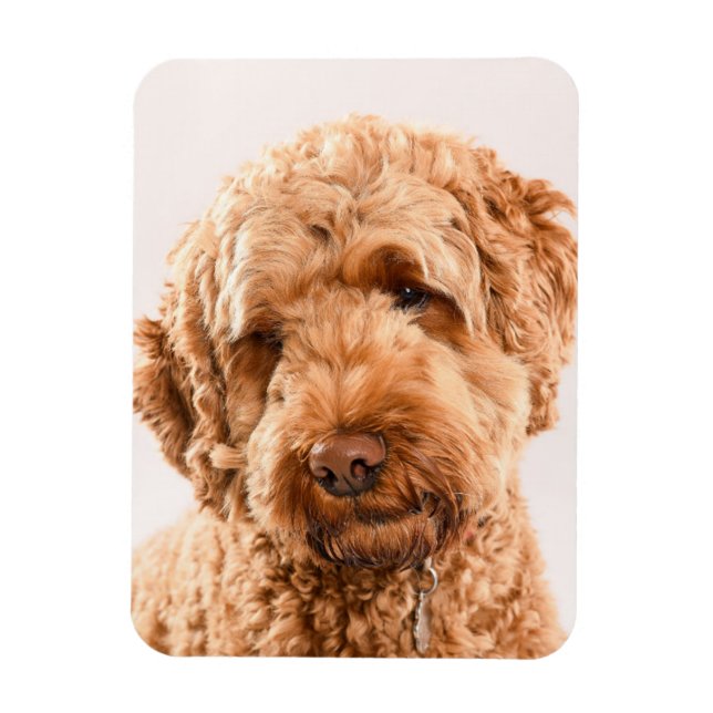 Goldendoodle Studio Porträtt Magnet (Vertikal)