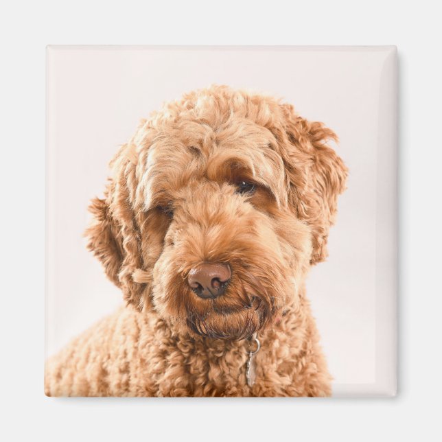Goldendoodle Studio Porträtt Magnet (Framsidan)