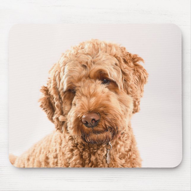 Goldendoodle Studio Porträtt Musmatta (Framsidan)