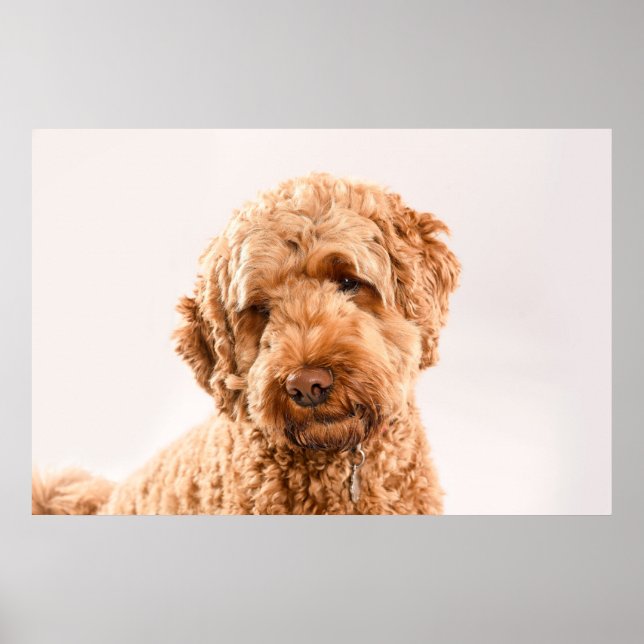 Goldendoodle Studio Porträtt Poster (Framsidan)