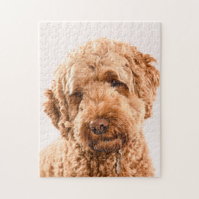 Goldendoodle Studio Porträtt Pussel (Vertikal)