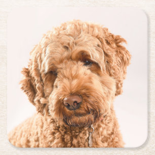 Goldendoodle Studio Porträtt Underlägg Papper Kvadrat