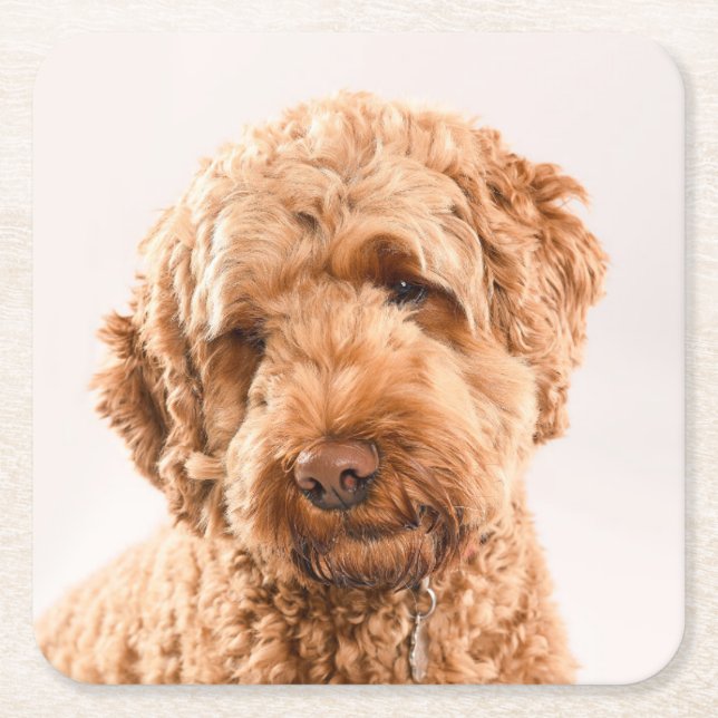 Goldendoodle Studio Porträtt Underlägg Papper Kvadrat (Framsidan)